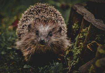 Piosenka o jeżu - wykonanie oddział przedszkolny