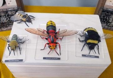 Dzień z zapylaczami