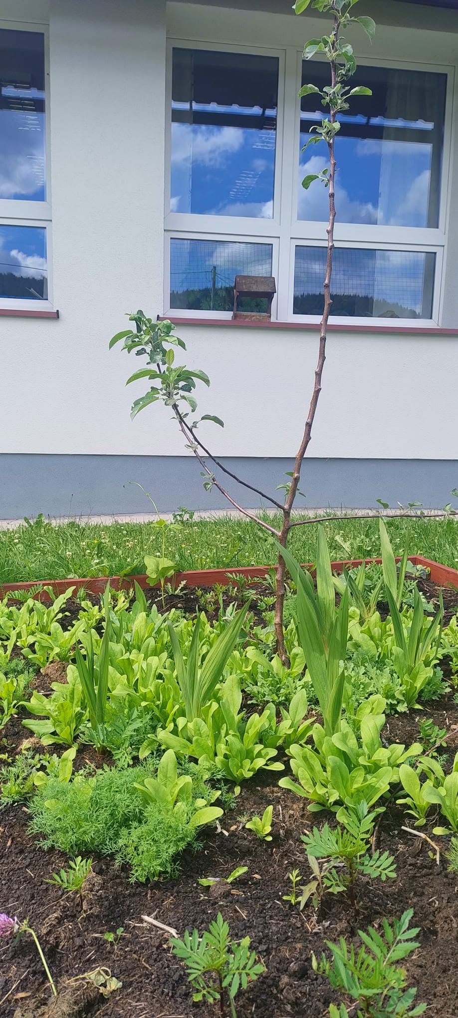 Ogród Jadwigi